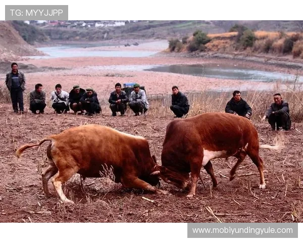 2024年最全真人斗牛网址下载指南，轻松体验高品质线上斗牛游戏